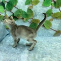 シンガプーラ君のご紹介🐾