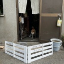 シバってカワユイのだ。