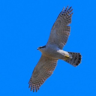 東京港野鳥公園　レンジャーブログ