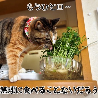 凛さんのやけ草。