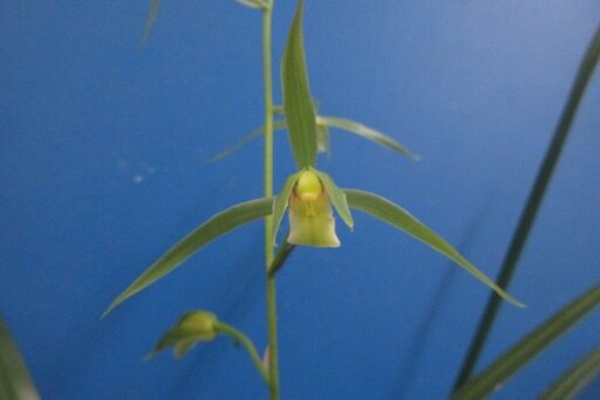 jyonaryのblog - 寒蘭