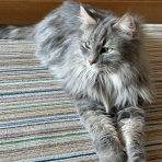 まさかの肺がん、手術後3年半で再発？