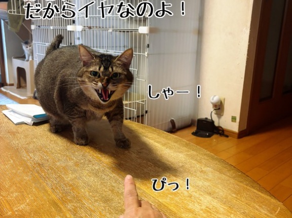 本当に優しい子なんです。(猫さまには)