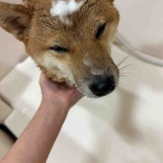 長野県 上田市  ペットショップ             ワンラブ                       アリオ上田店ブログ