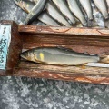 本日の釣果