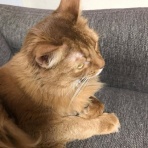 にゃんこ速報～修羅場・キチママ・生活まとめ～