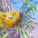 セッコクの花芽をスケッチ