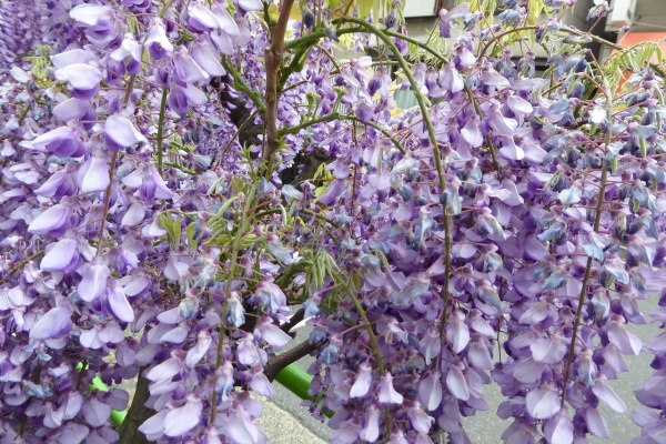 写真俳句ブログ チーさん 初心者 17年04月