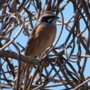 ホオジロ　～小松菜とベーコンの玉子炒めの朝ご飯、ココイチのカレーの晩ご飯～