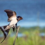 【画像】世界最大級の猛禽類の鳥さんの画像ｗｗｗｗｗｗ