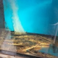 今週のお魚