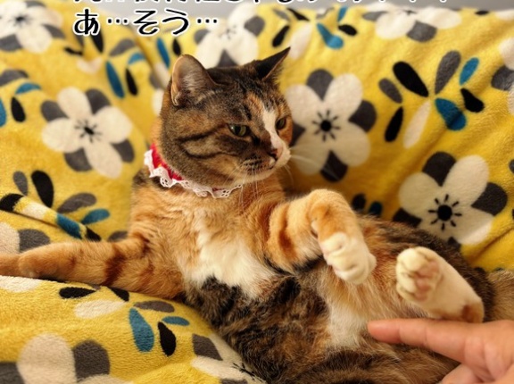 猫さまは夜行性ではなく薄明薄暮性？