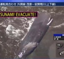 千葉県館山市で津波によりクジラが大量に打ち上げられてしまう