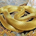蛇を飼育しているけど質問ある？