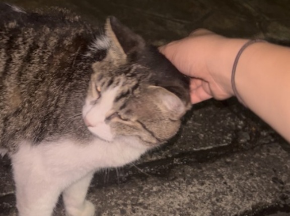 【相模原にりんかん】にゃんこと戯れました