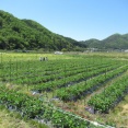 GWはいちご狩り（能勢町）