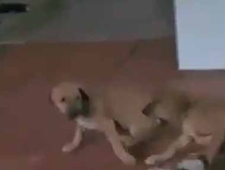 子犬が大きなイヌにじゃれていた。いや違う → それはやさしい珍獣でした…