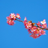 『2025.3 日蓮宗『妙林寺』しだれ桜 メジロ ① / 岡山市北区三門』の画像