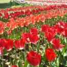 毎年恒例万博記念公園のチューリップ