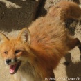 仔ギツネ抱っこ体験もできる動物園「宮城蔵王キツネ村」