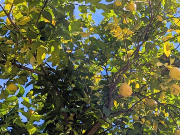 【秋のお出かけ】京都府立植物園