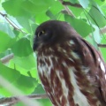 2026天然記念物大銀杏でアオバズクを撮る15🦉📸（足利市鑁阿寺）