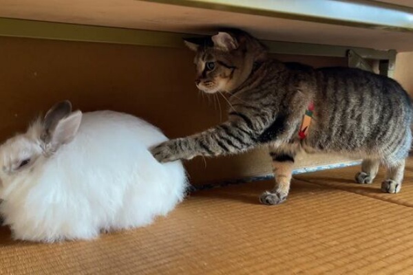 うのくらし - うさねこ