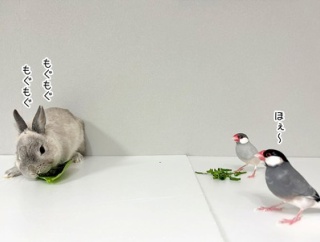 うさぎのルリ(3/21追記)