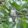 2026年9月12日の野鳥公園