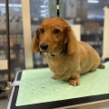 トリミングに来てくれました♪