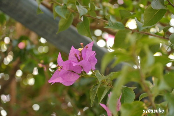 道草 ナデシコ目