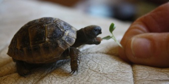 私の夫は亀を飼っているのですが、兄嫁が亀の話を聞いた途端に「亀の話はやめて！まだゴキブリの方がマシ！！」と夫の前で言い放った