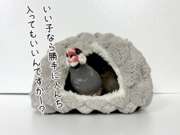 総じてセラは優しいという結論