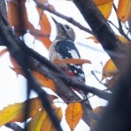 Tokyo_wildbirdpark_blog