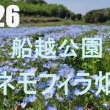 『三鉄の見えるネモフィラのお花畑』の画像