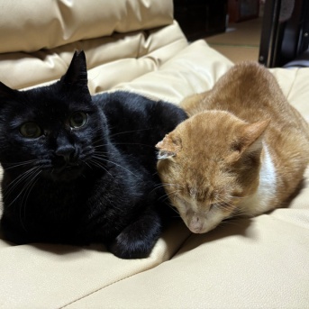 おっかちゃん と たいちゃん