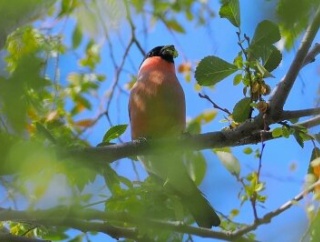 2025年11月24日の野鳥公園