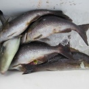 今日の釣果写真