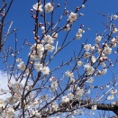 新花壇進捗／睡眠障害を克服