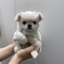 真っ白ムチムチ天使ちゃん💕