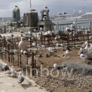 『キュン♥パス』で東北弾丸旅行！　～　ヒッチコックの世界をリアル体験！？　～