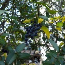 唐女貞（とうねずみもち）