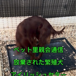 NPO法人ペット里親会