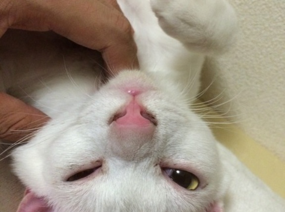 ウチューネコ、四十九日　20260415