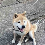 戦いすんで日は暮れて　～アラフィフゲイの田園lifeときどき婚活(？)