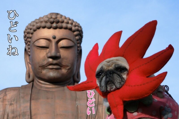はなパグ