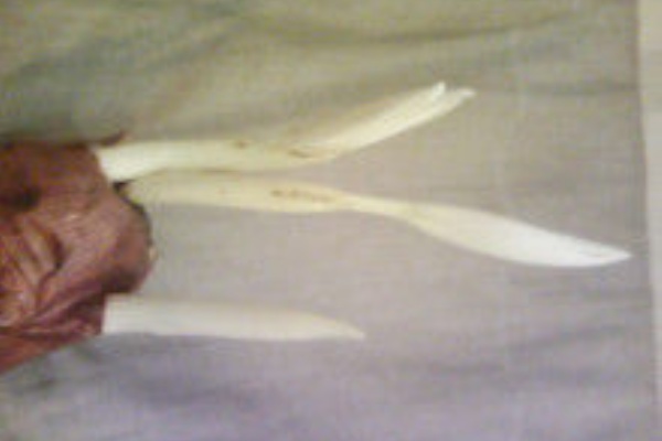 ナス科の地上絵 コルチカム