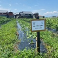 2026年度綿の栽培記録：小暑。開花はじまる