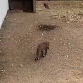 猫の動画 ねこわん！
