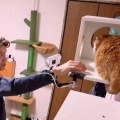 猫は「シャー！」と威嚇もヒロミはタッチを試み…動物番組での“触れ合い企画”に一部視聴者が厳しい意見